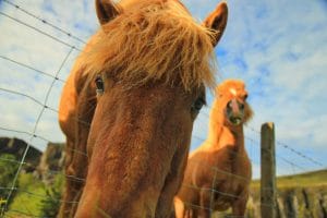 Cool your horse down this summer