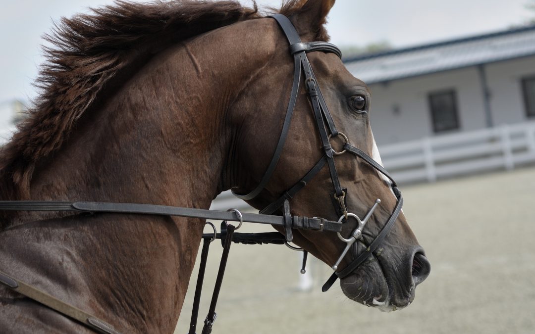 Keeping your horse safe
