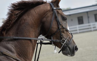 Keeping your horse safe