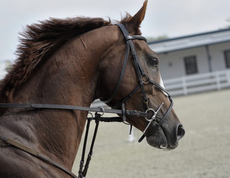 How to drive your horsebox safely