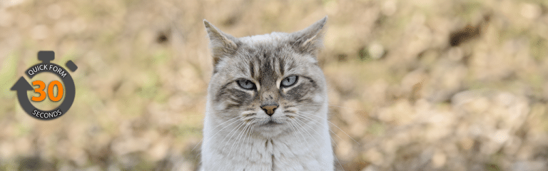 Cat Insurance