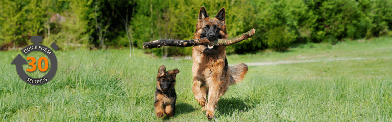 Dog Insurance