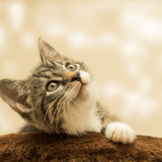Kitten Insurance