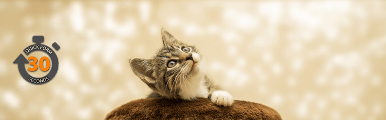 Kitten Insurance