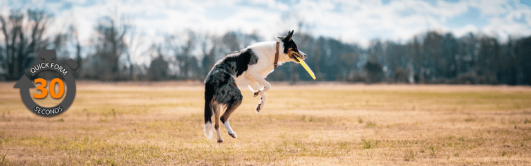 Lifetime Pet Insurance