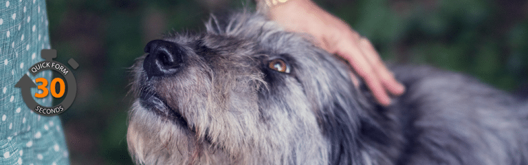 Best Lifetime Pet Insurance For Older Dogs
