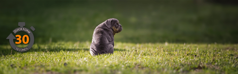 Puppy Insurance